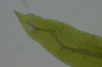 Aulacomnium palustre