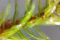 Aulacomnium palustre