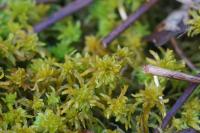 Sphagnum
