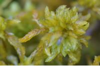 Sphagnum