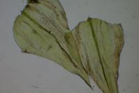 Eurhynchium striatum