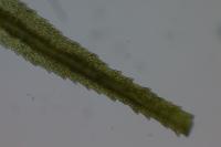 Dicranum scoparium