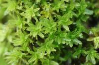 Dialytrichia saxicola