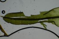 Dialytrichia saxicola