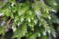 Rhynchostegium confertum