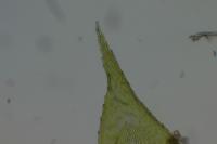 Rhynchostegium confertum