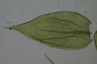 Rhynchostegium confertum