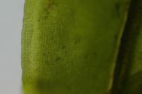 Syntrichia laevipila