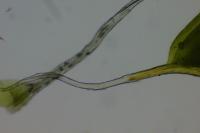 Syntrichia laevipila