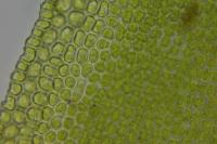 Syntrichia laevipila