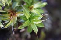 Syntrichia laevipila