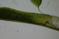 Syntrichia laevipila