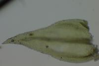 Abietinella abietina