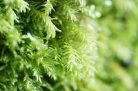 Anomodon viticulosus