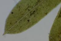 Fissidens taxifolius