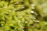 Brachythecium rutabulum