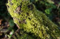 Brachythecium rutabulum