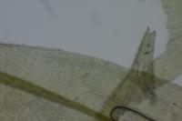 Brachythecium rutabulum