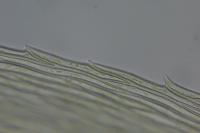 Brachythecium rutabulum