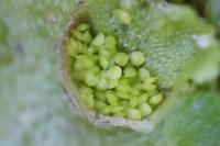 Lunularia cruciata
