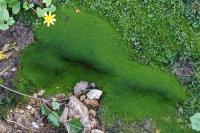 Lunularia