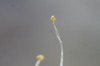 Lunularia