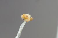 Lunularia