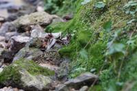 Lunularia