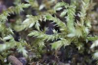 Brachythecium rivulare