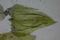 Brachythecium rivulare