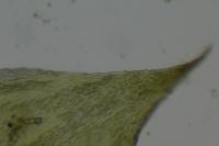 Brachythecium rivulare