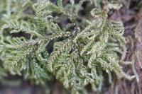 Thamnobryum alopecurum