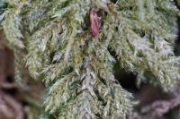 Thamnobryum alopecurum