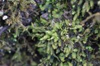 Fissidens taxifolius