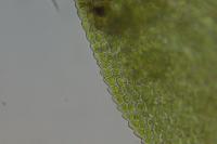 Fissidens taxifolius
