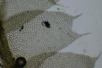 Lophocolea bidentata