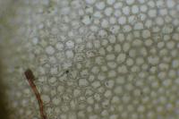 Lophocolea bidentata
