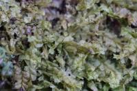 Lophocolea bidentata
