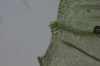 Brachythecium rutabulum