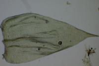 Brachythecium rutabulum