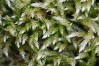Brachythecium rutabulum