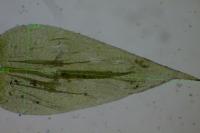 Brachythecium rutabulum