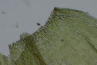 Brachythecium rutabulum