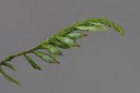 Cryphaea heteromalla