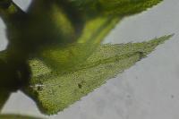 Kindbergia praelonga