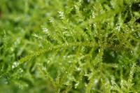 Kindbergia praelonga