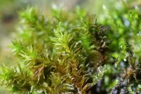 Pulvigera lyellii