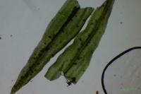 Pulvigera lyellii