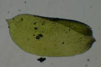 Homalia trichomanoides