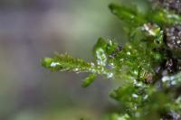 Homalia trichomanoides